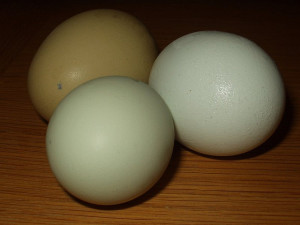 Matt Wharton Eggs