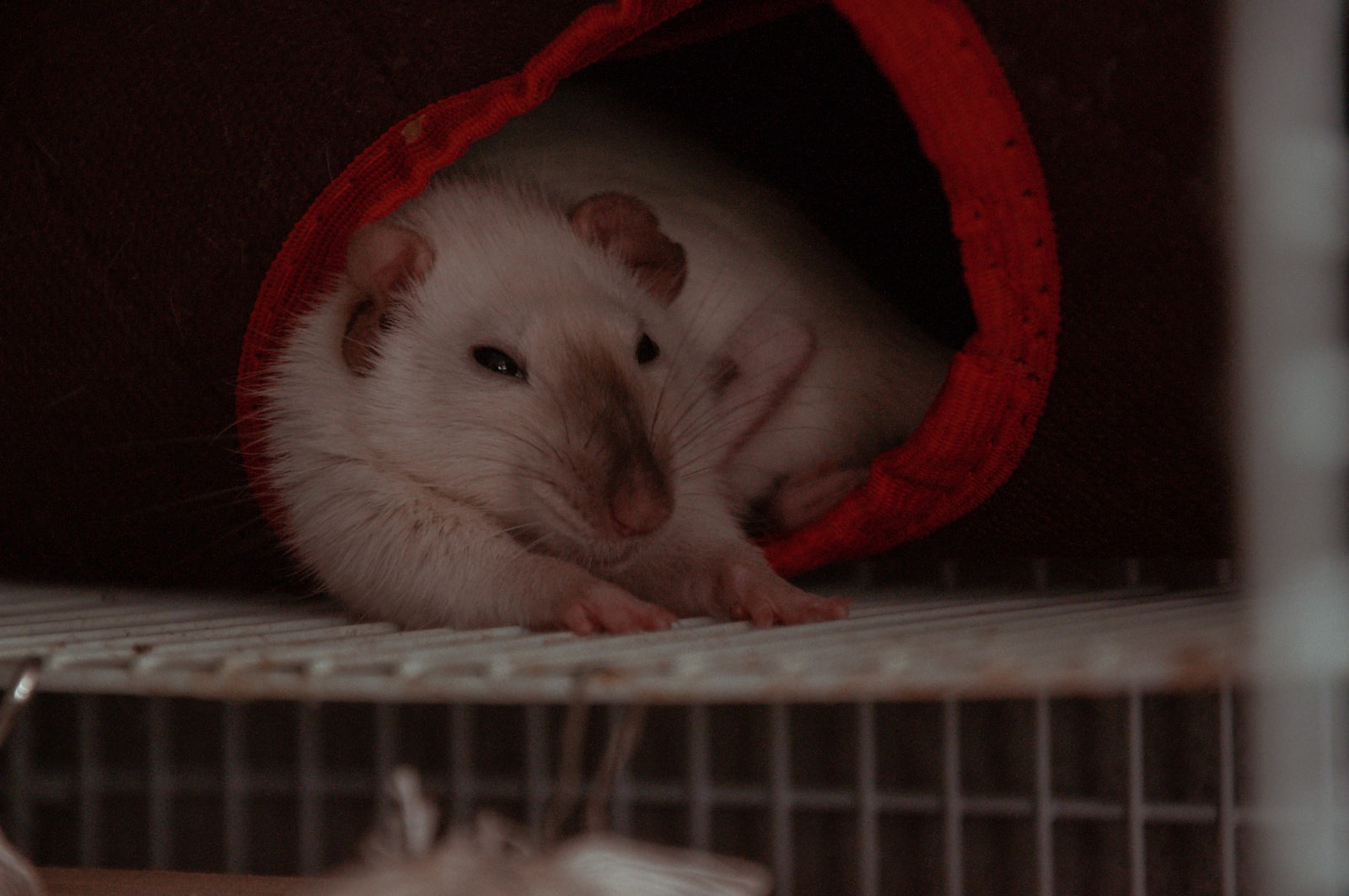 white mouse in white and red pet bed